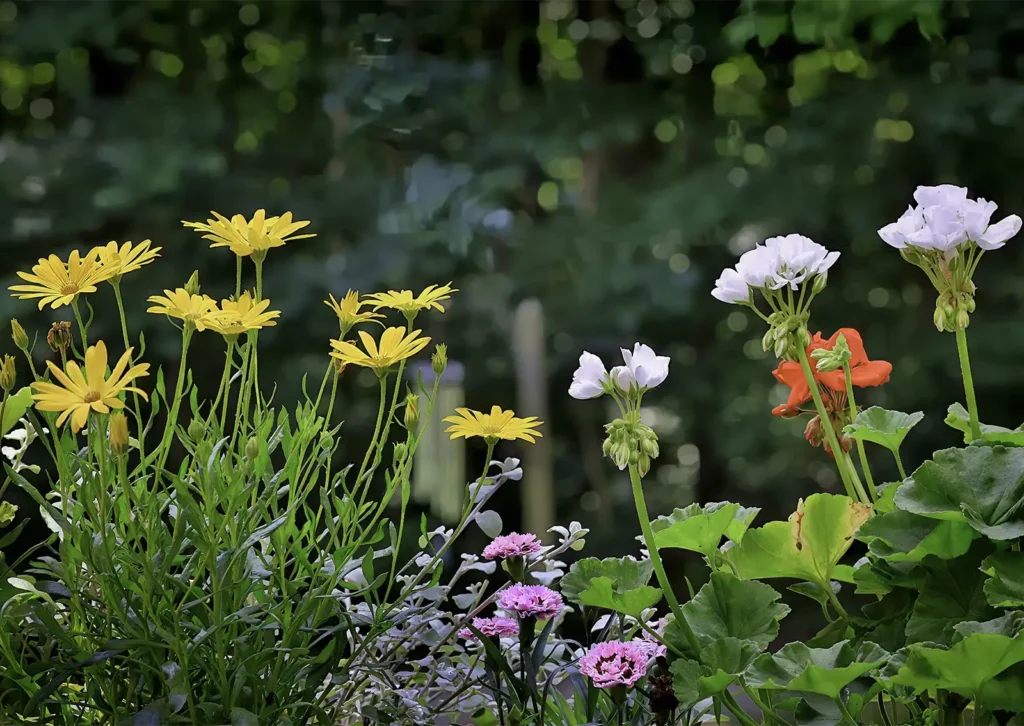 A garden bed features yellow daisy-like flowers on the left and white, red, and pink flowers on the right.